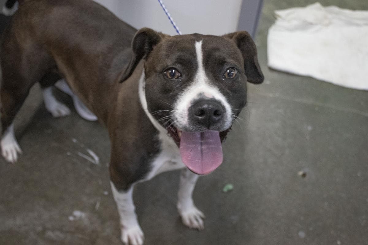 Mercy Mallory - Pit Bull Terrier