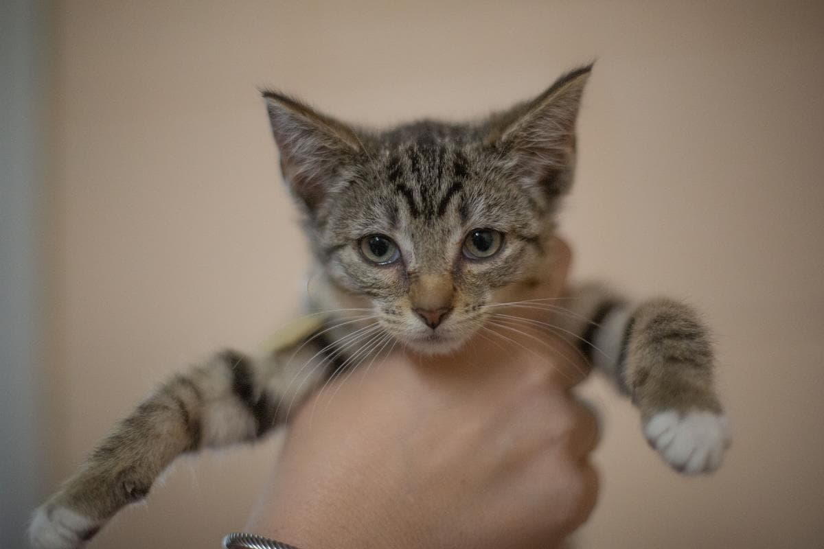Promethius - Domestic Short Hair