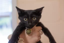 Onyx image 1