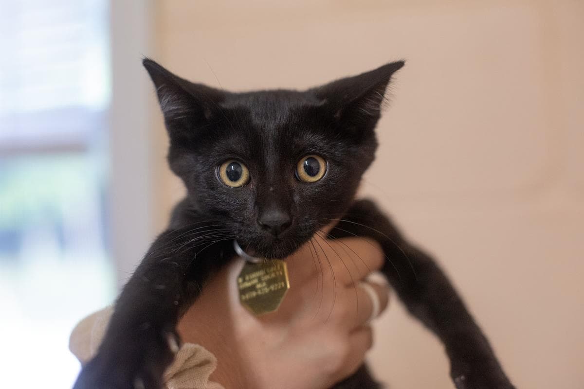Onyx - Domestic Short Hair