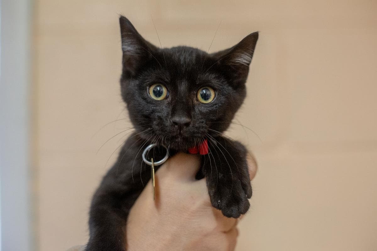 Mowgli - Domestic Short Hair