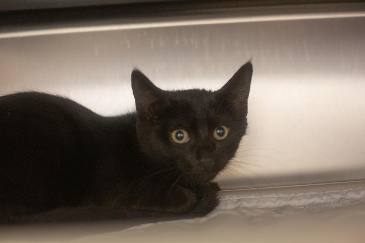 Batty - Domestic Short Hair