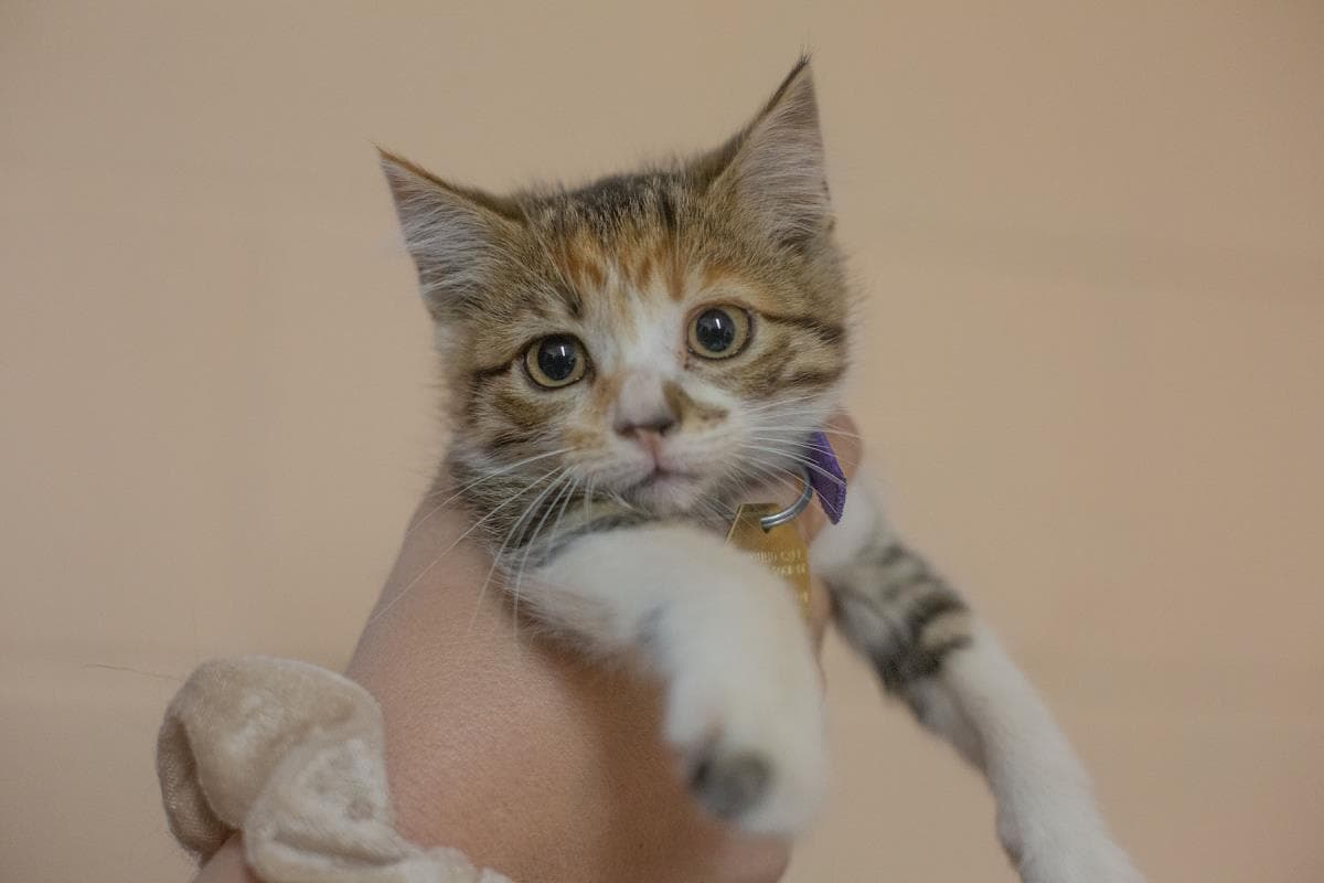 Patches - Domestic Short Hair