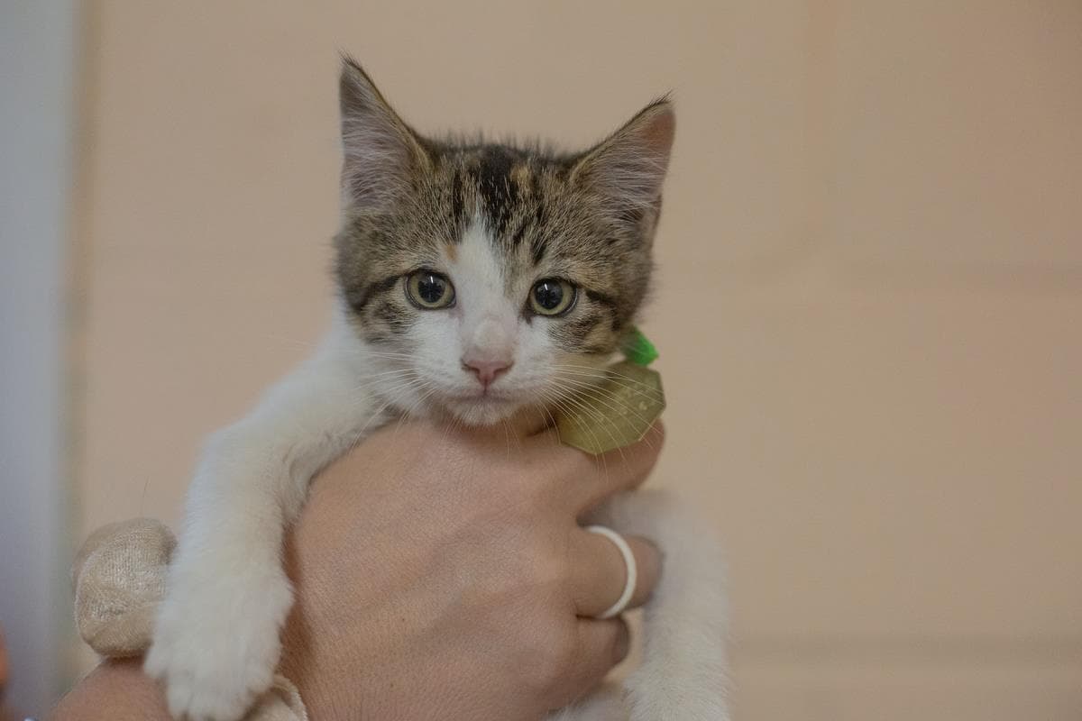 Sadie - Domestic Short Hair