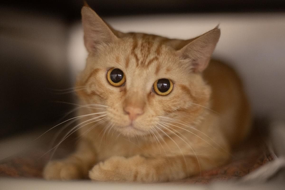 Wayne - Domestic Short Hair