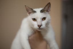 Chairman Meow image 1