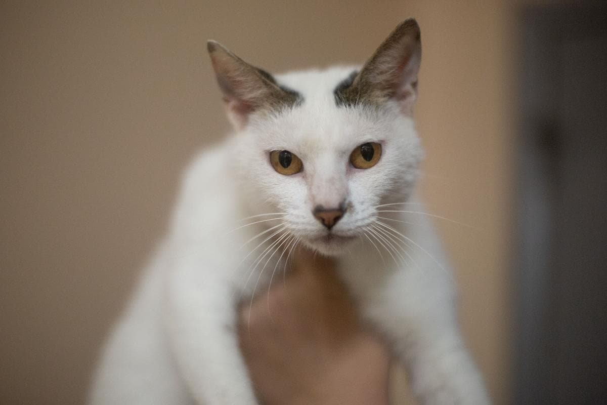 Chairman Meow - Domestic Short Hair