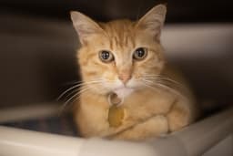 Purr Burger image 1