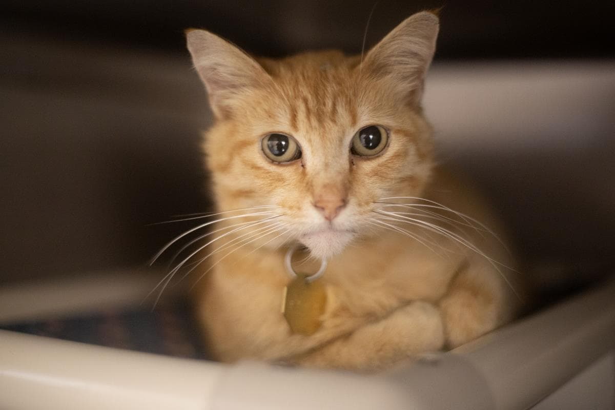 Purr Burger - Domestic Short Hair