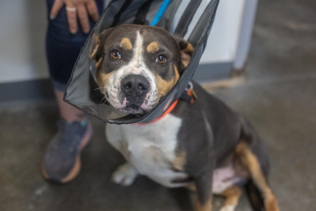 Baloo - Pit Bull Terrier