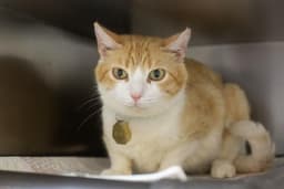 Lucy image 1