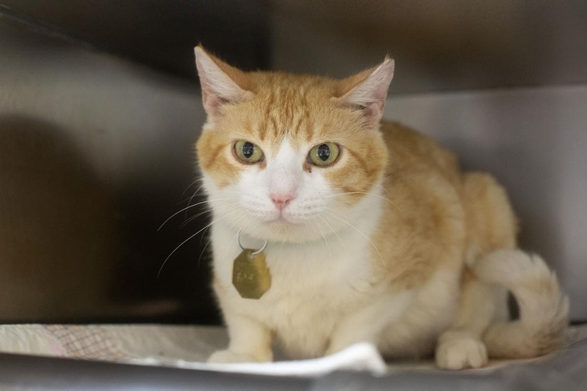 Lucy - Domestic Short Hair