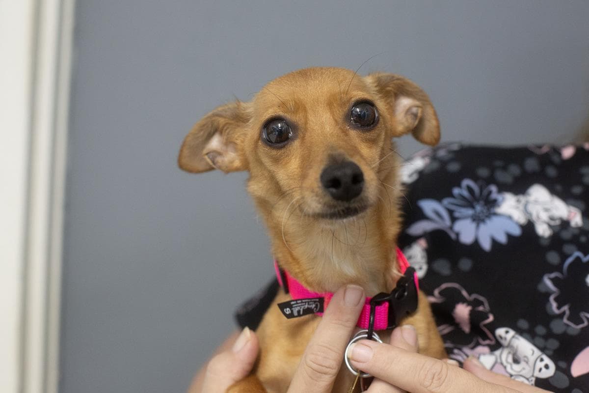 Little Foot - Chihuahua