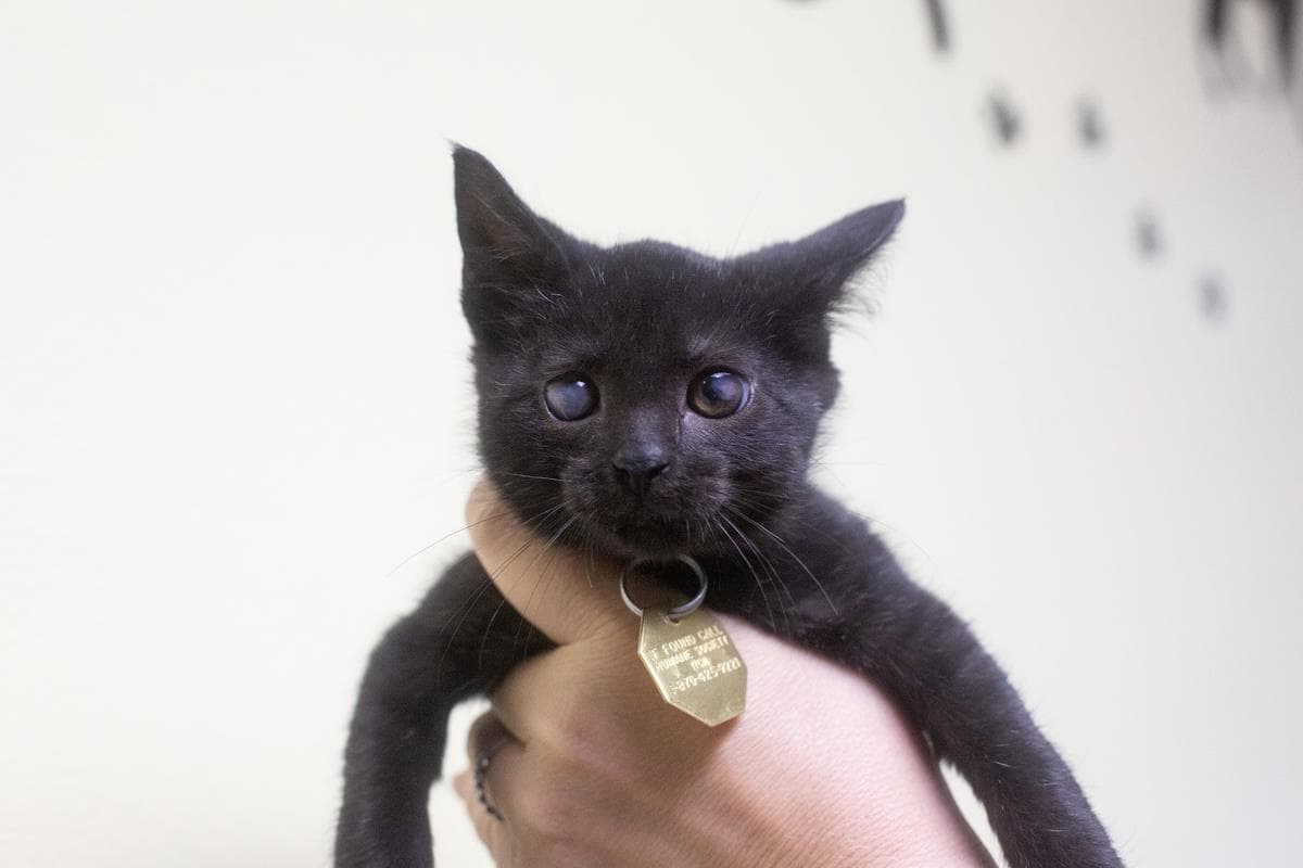Zazu - Domestic Short Hair
