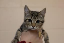 Catniss image 1
