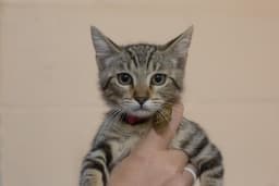Clawdia image 1