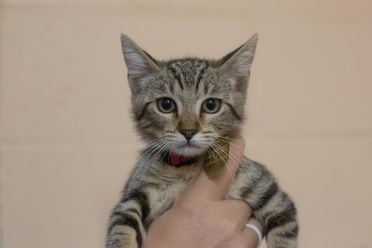 Clawdia - Domestic Short Hair