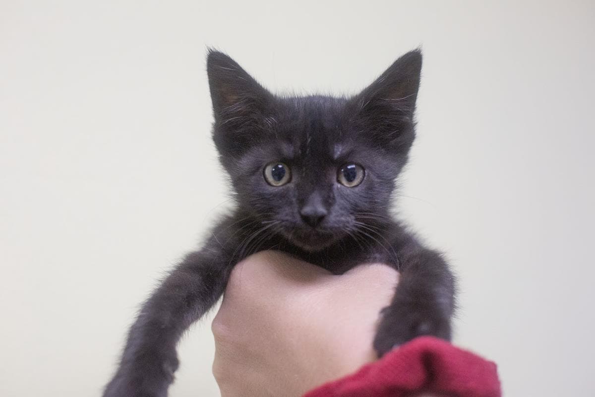 Olive - Domestic Short Hair