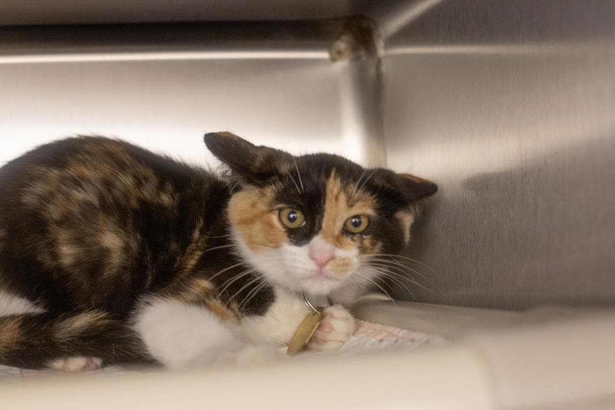 Sookie - Calico