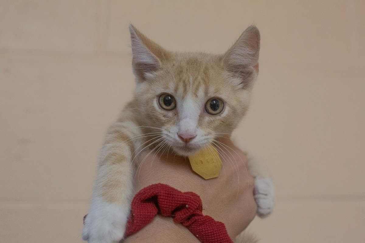 Haaland - Tabby