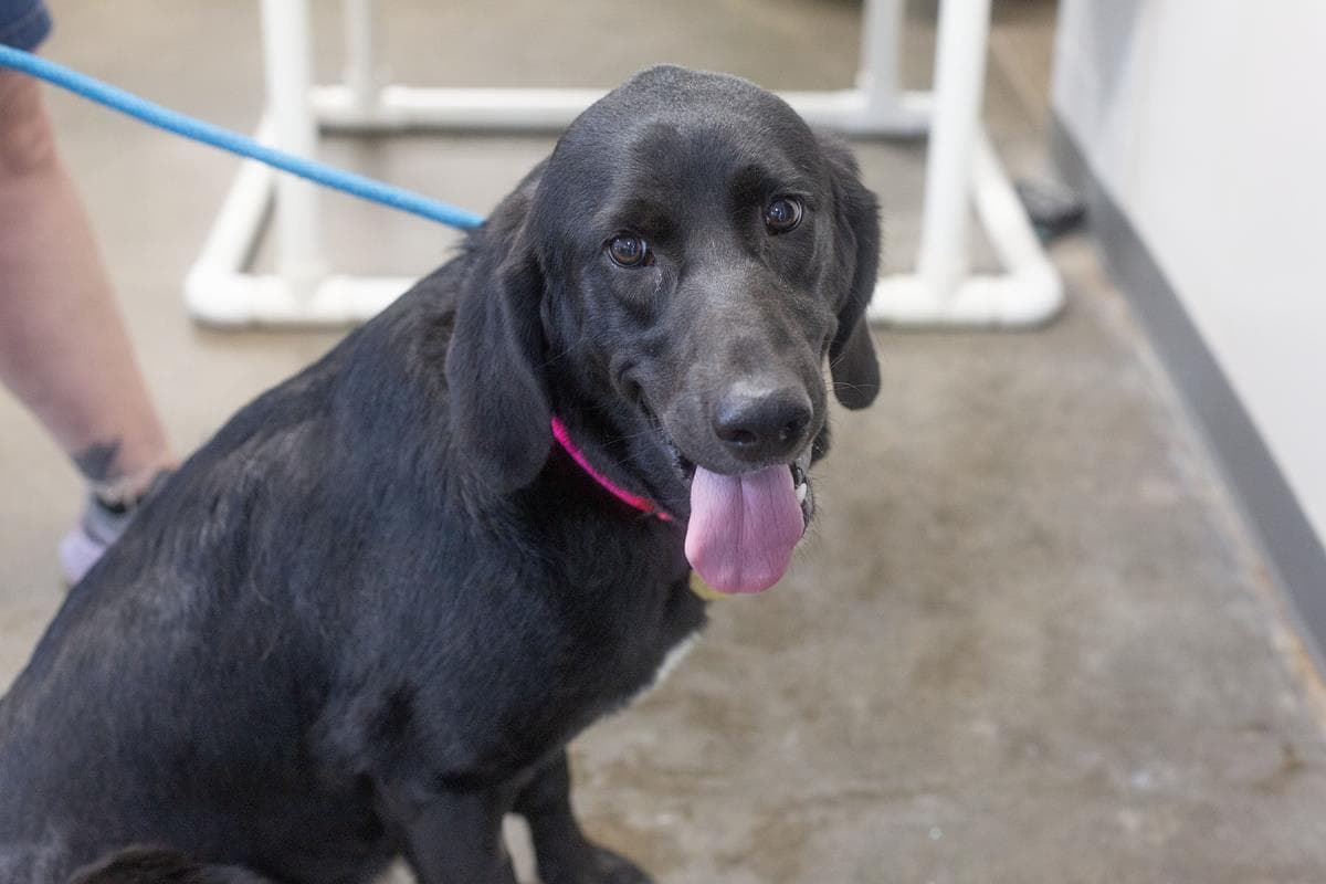 Cher - Black Labrador Retriever