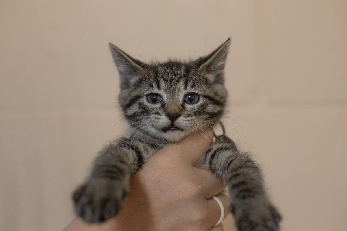 Pepper - Domestic Short Hair