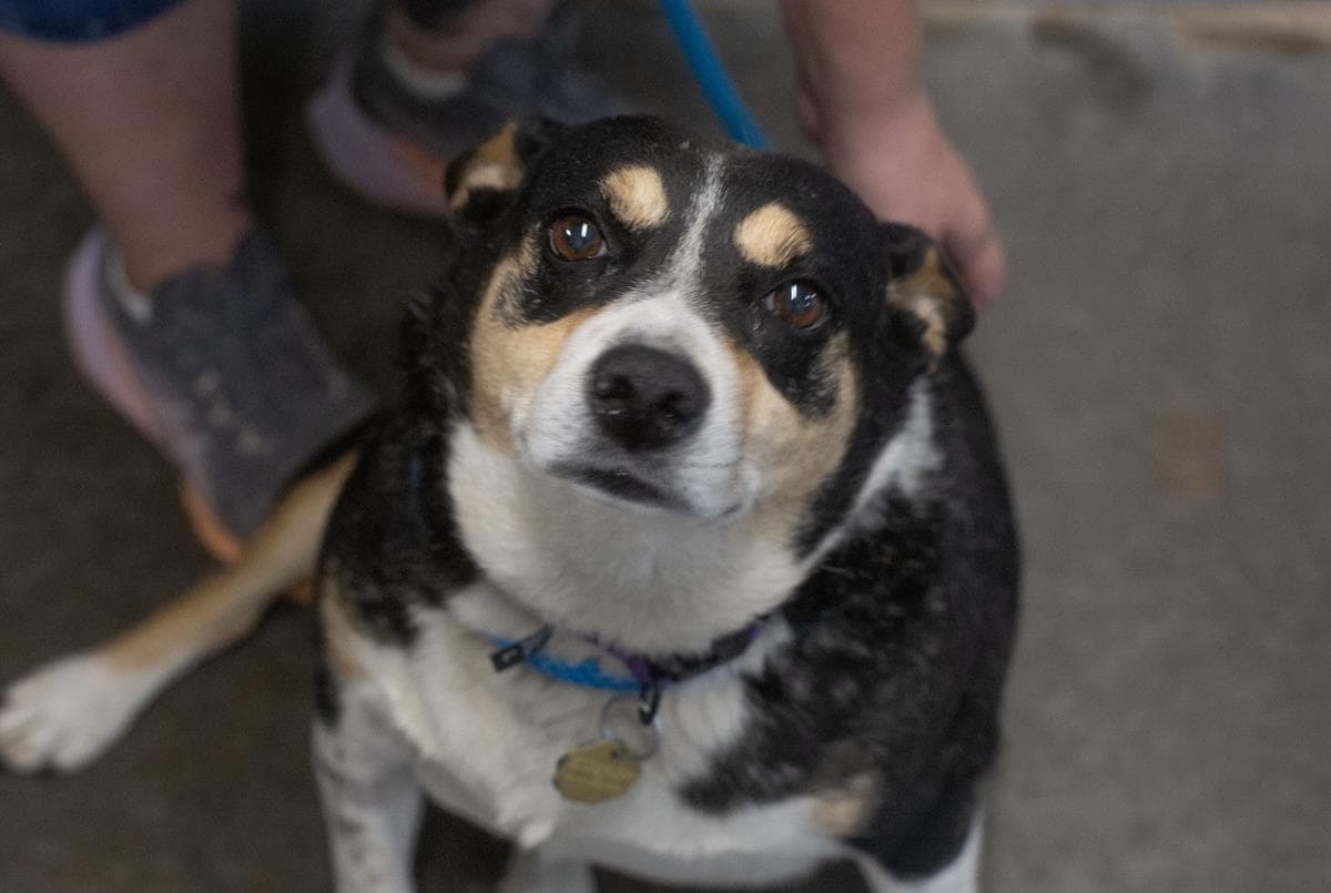 Miley - Border Collie