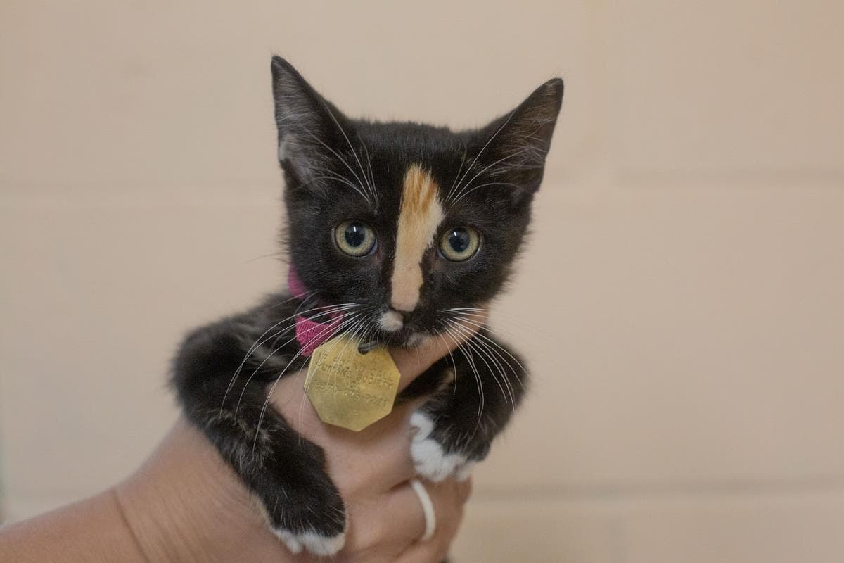 Midnight - Calico