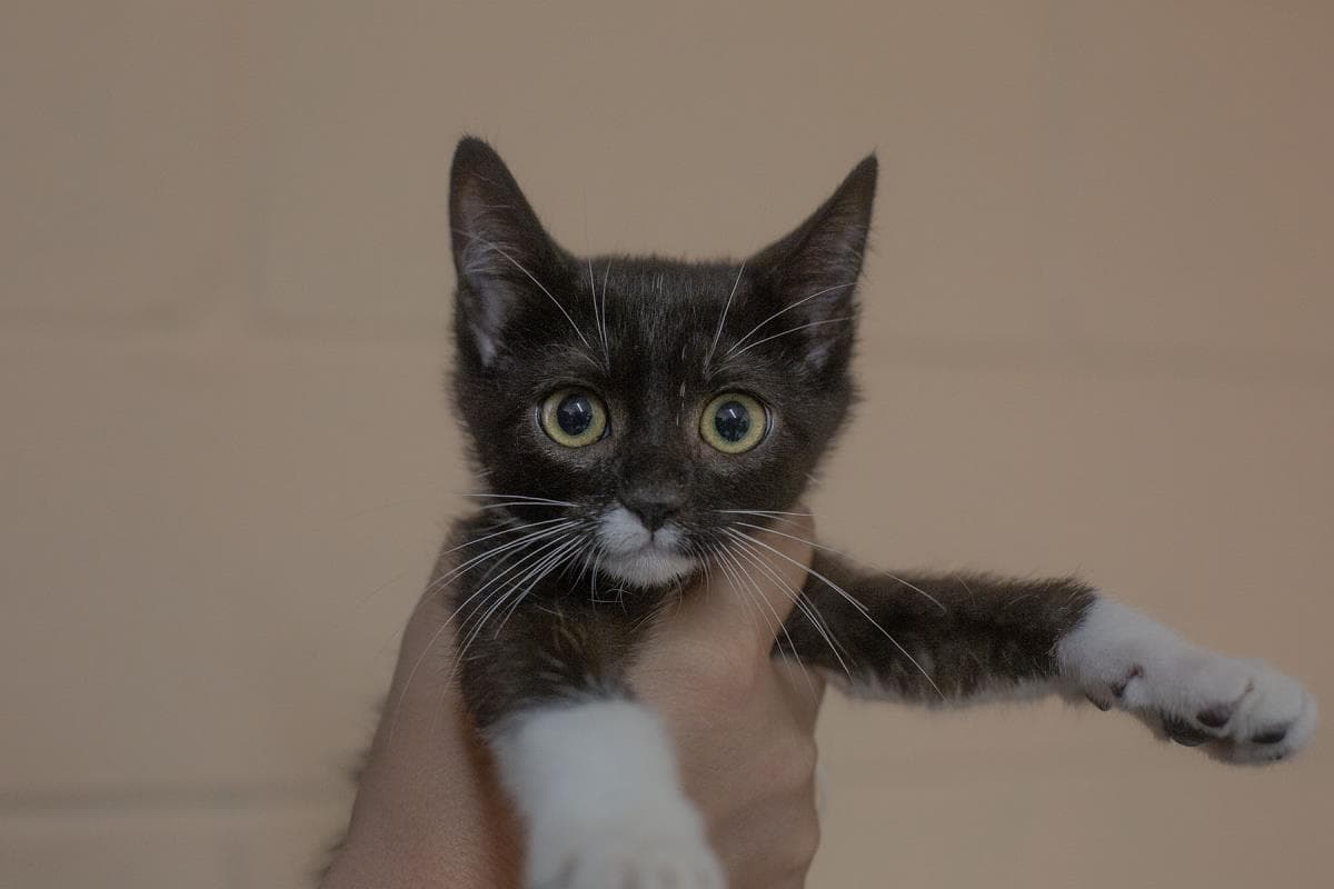 Snack Attack - Tuxedo
