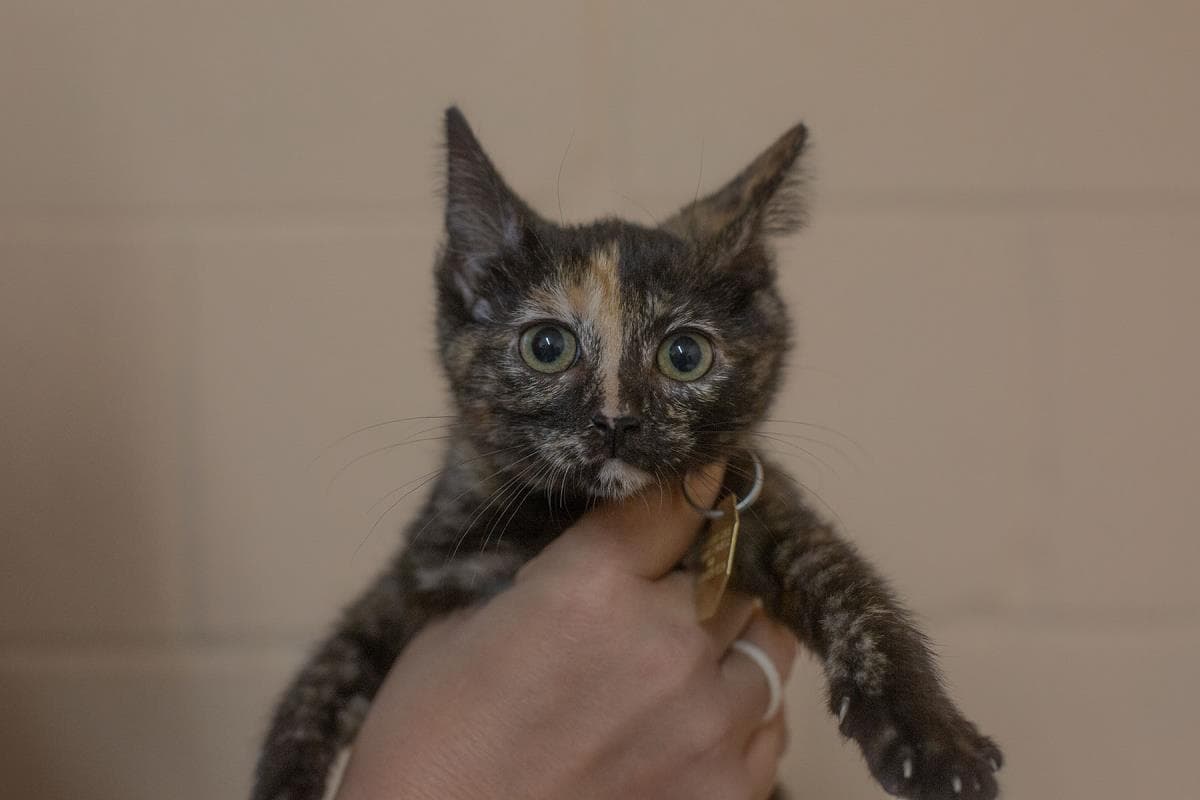 Kat - Tortoiseshell