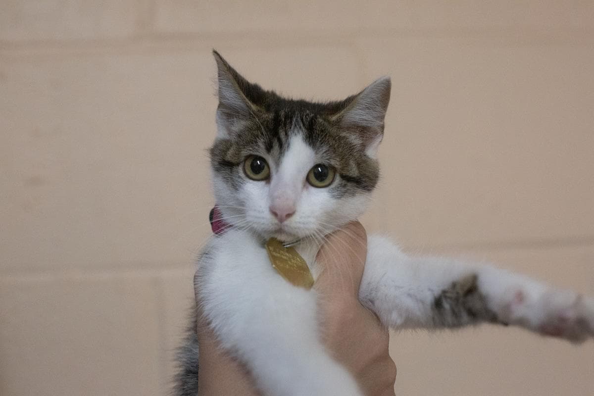 Mabel - Domestic Medium Hair