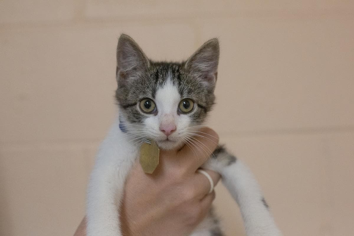 Arthur - Domestic Short Hair