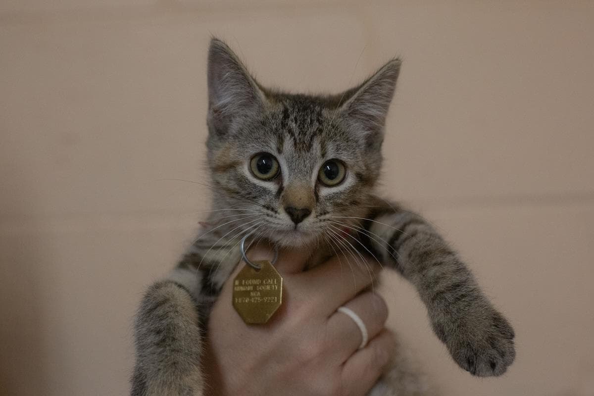 Aluria - Domestic Medium Hair