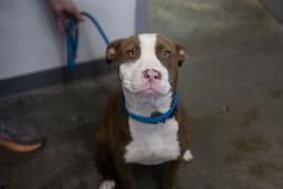 Charlie image 1