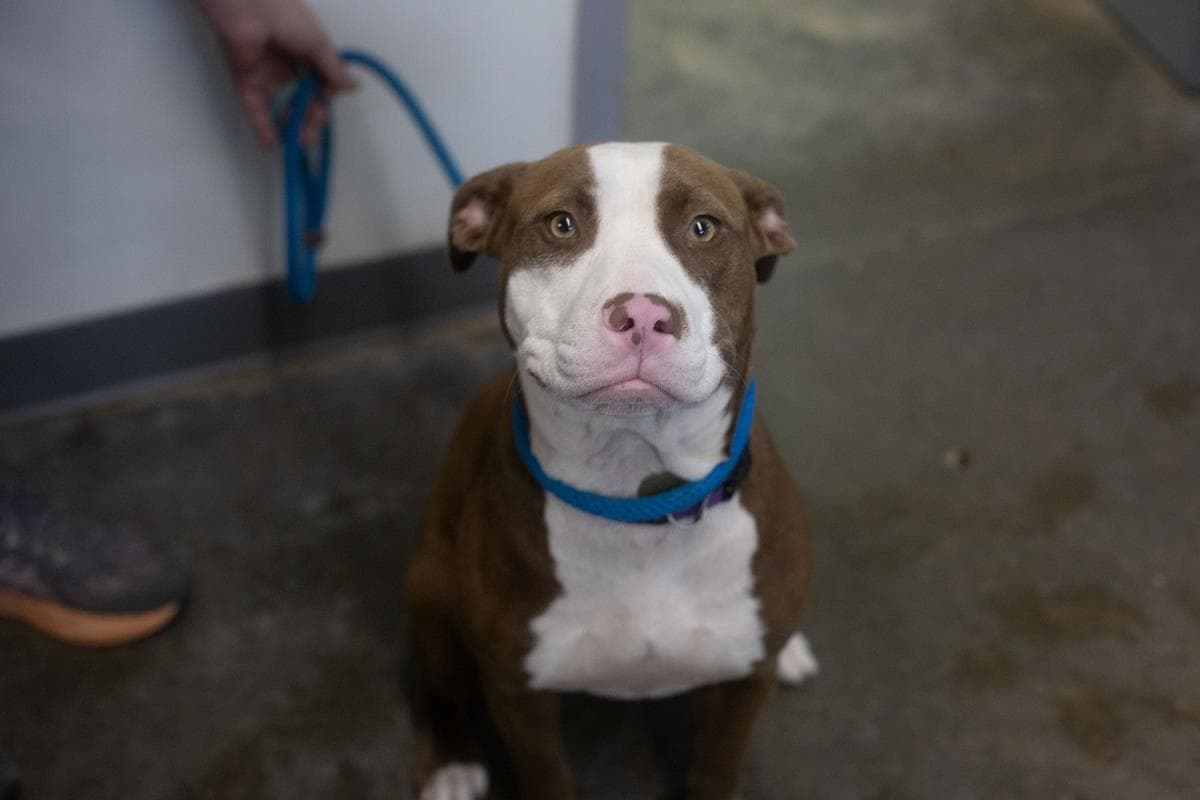 Charlie - Pit Bull Terrier