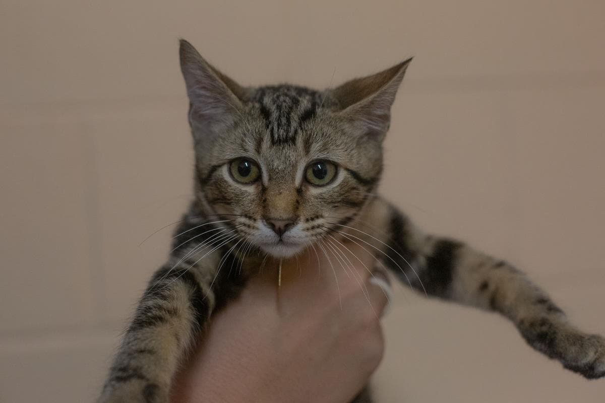 Chai - Domestic Medium Hair