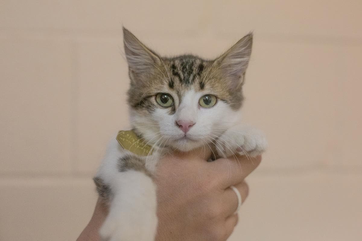 Lemon Zinger - Domestic Long Hair