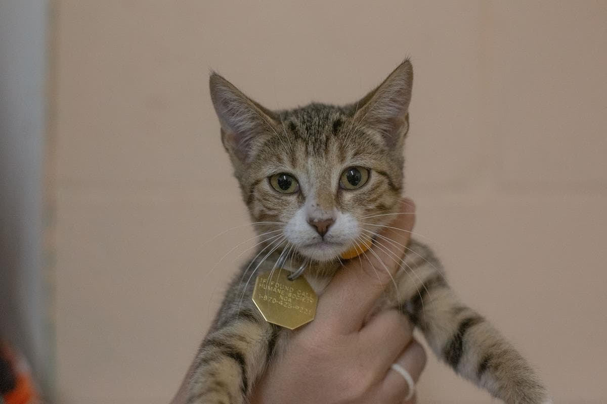 Matcha - Domestic Short Hair