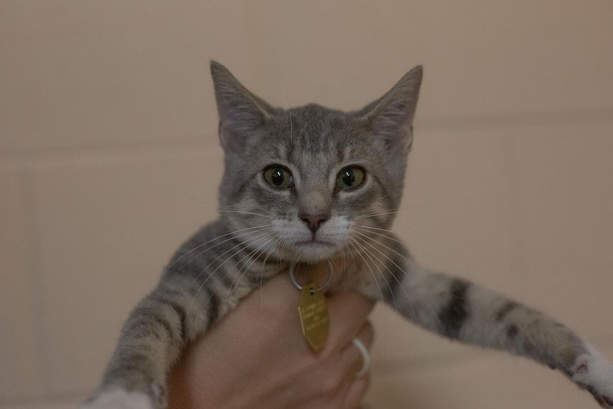 Chamomile - Domestic Medium Hair
