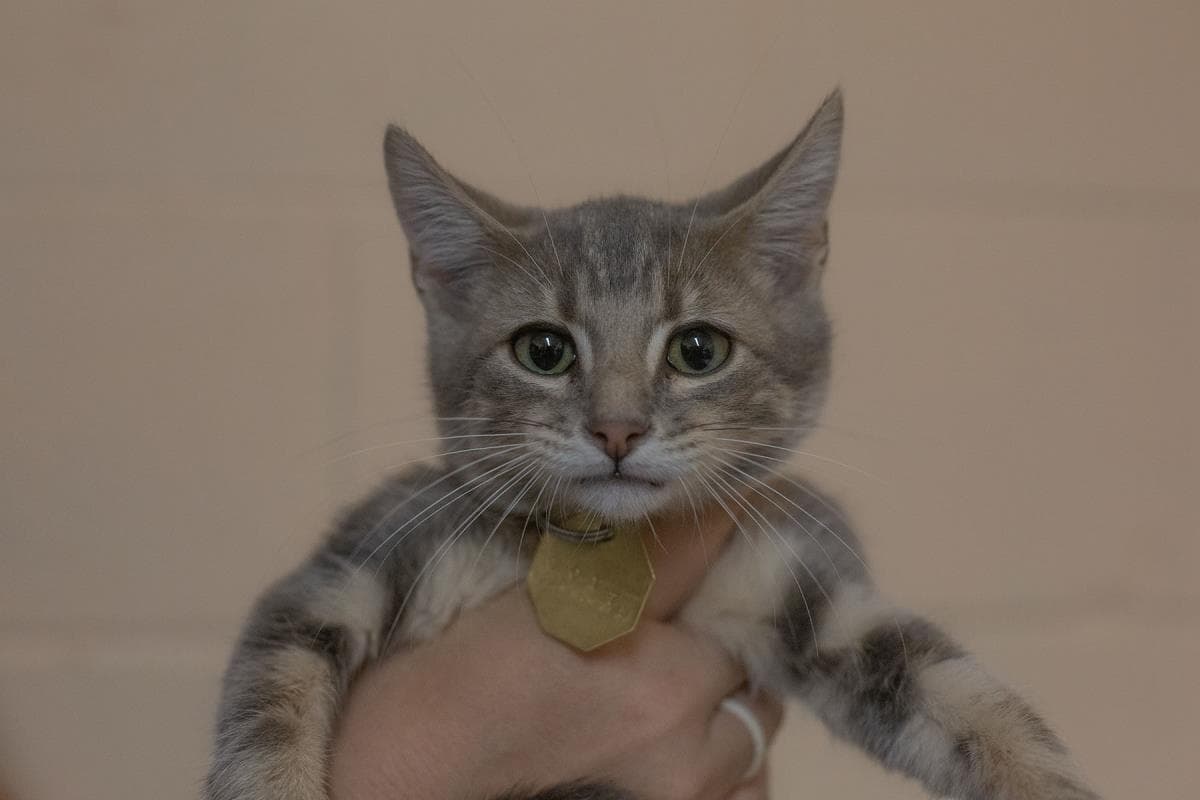 Oolong - Domestic Medium Hair