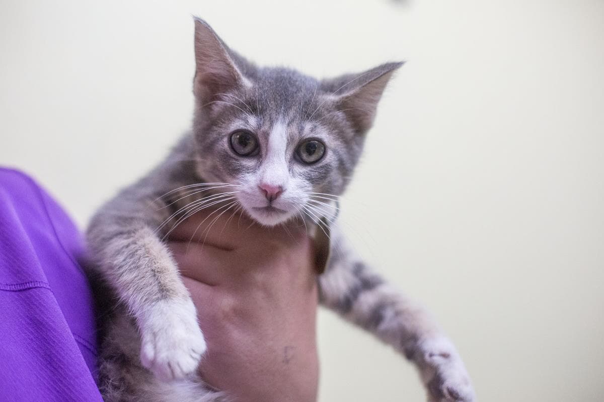 Herbal - Domestic Short Hair