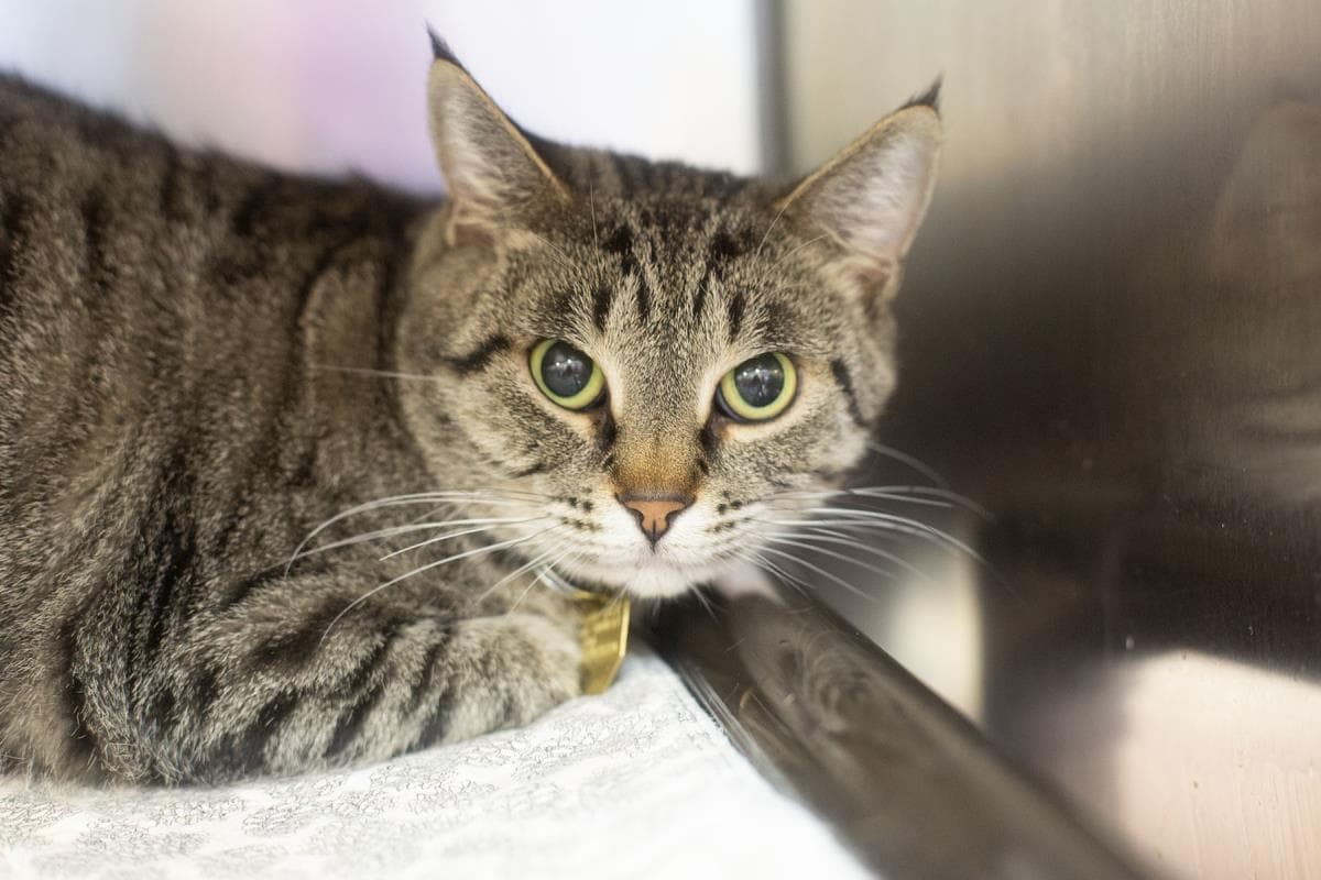 Sugar - Domestic Short Hair