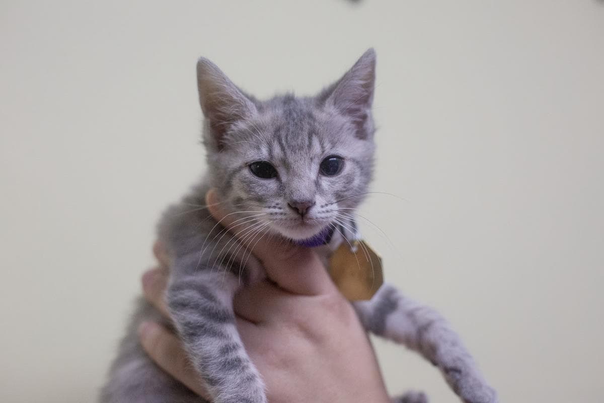 Bumble Snout - Domestic Short Hair