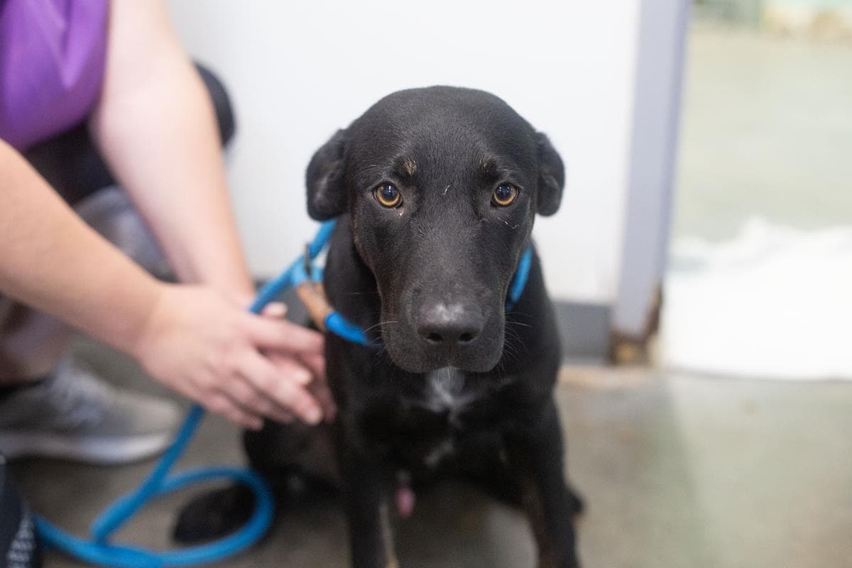Nutty Buddy - Labrador Retriever