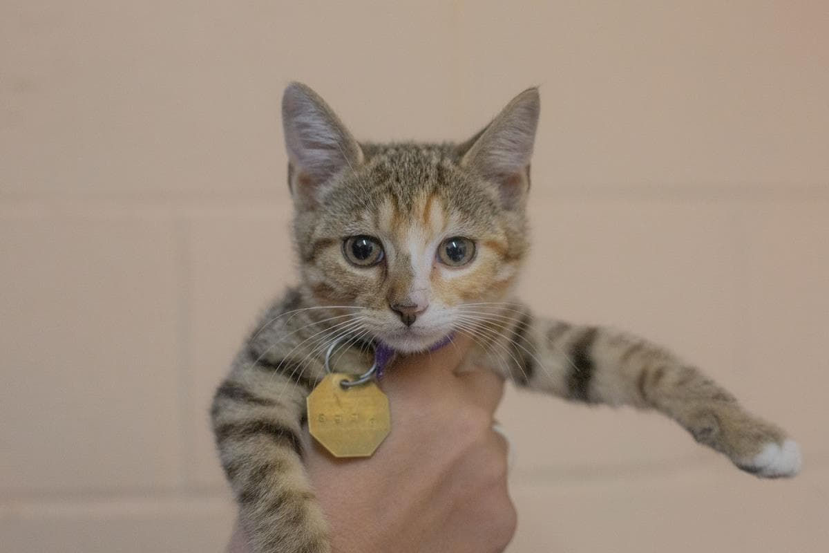 Pumpkin - Torbie