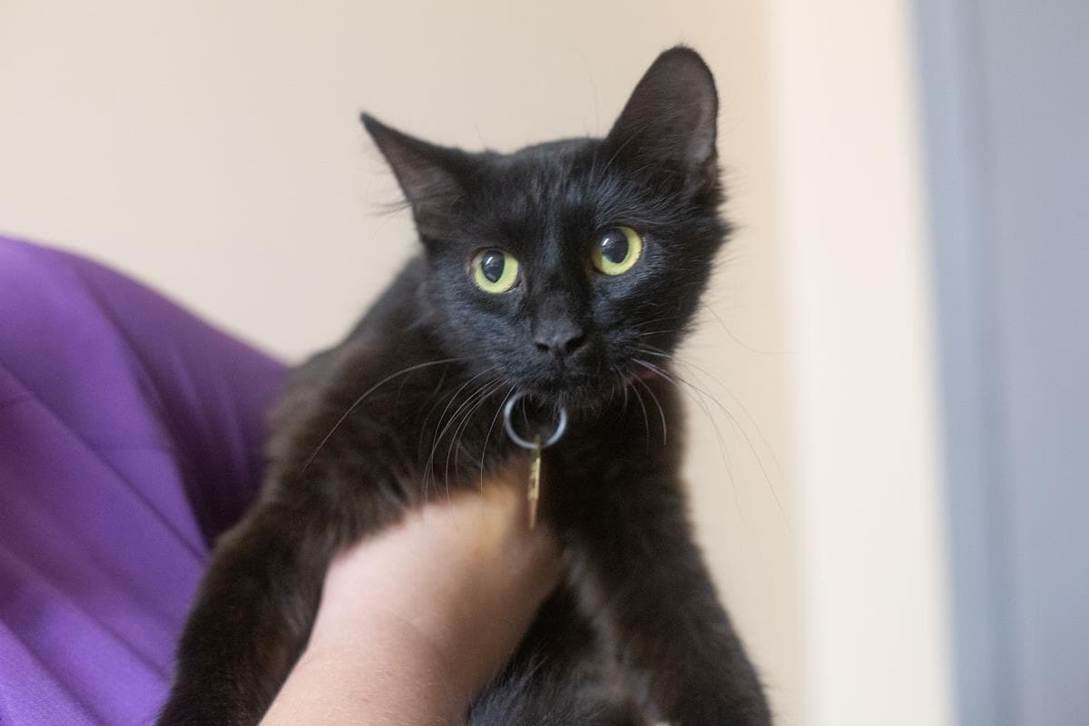 Floffy - Domestic Long Hair