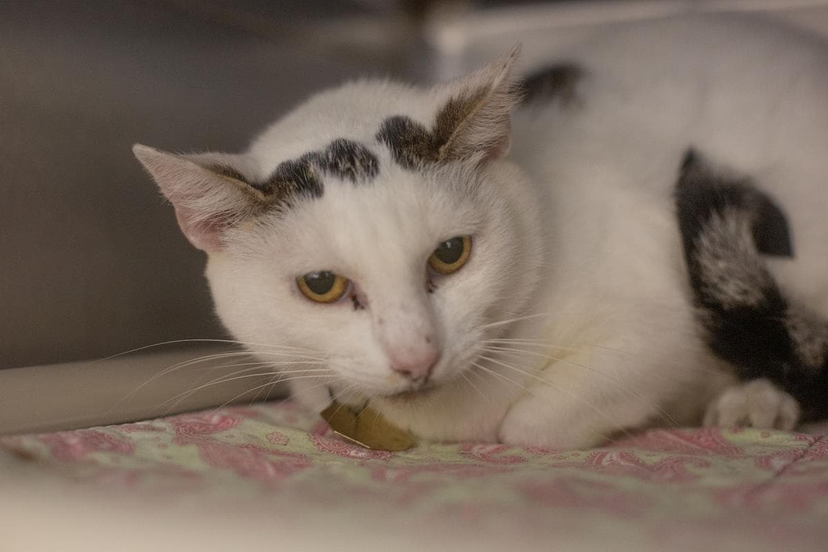 Patches - Domestic Short Hair