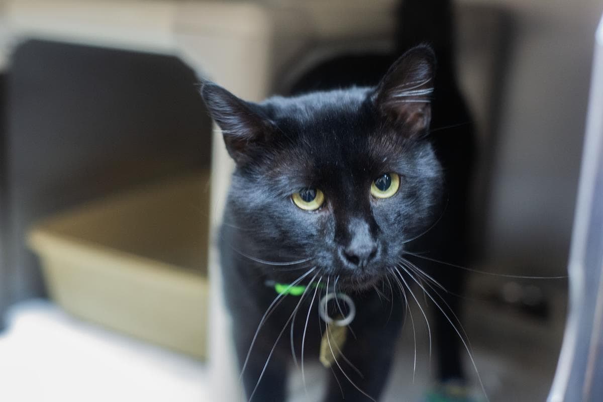 Judge - Domestic Short Hair