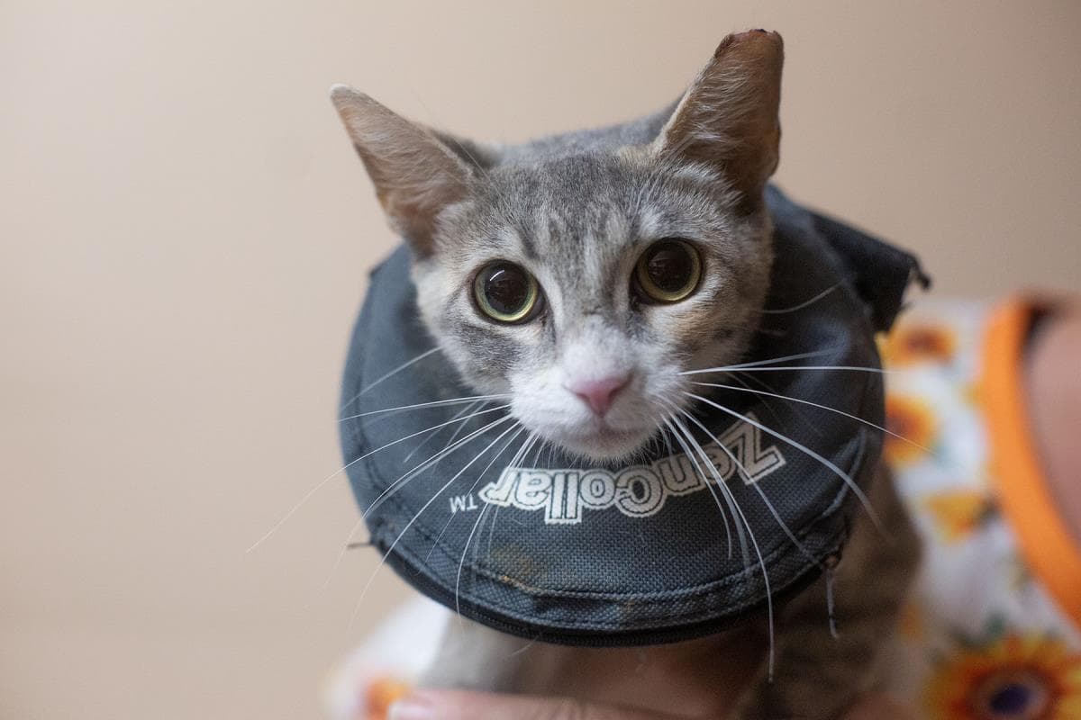 Echo - Domestic Short Hair