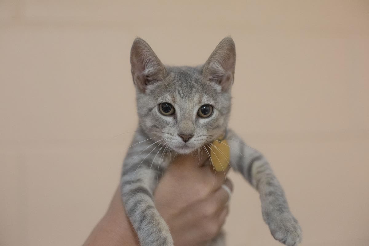 Polly Pocket - Domestic Short Hair